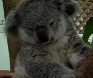 The Tickle Me Koala!